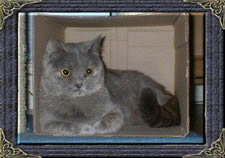 Bluecream british Shorthair- Rosie