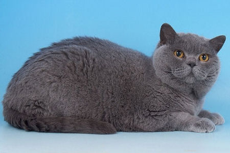 british Blue Shorthair Breeder