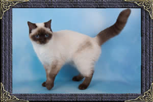 British Shorthair cats - colourpointed british cat - puddin